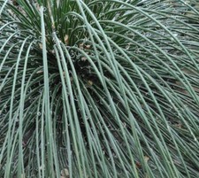 Agave ornitobroma | Maguey Pajarito | SEMI - Agave Alimentare per Uccelli | Specie Rara