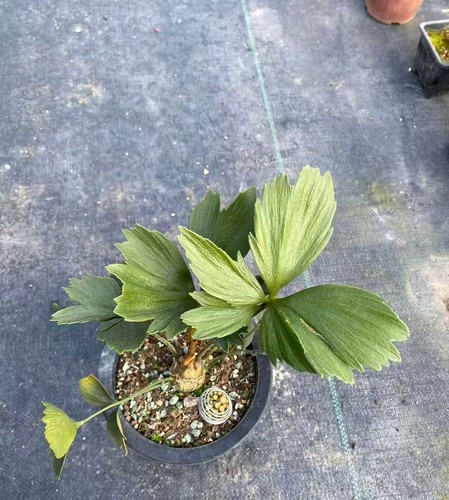 Zamia furfuracea wysiwyg - zamia,