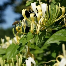 Caprifoglio Delavaya 2L - Foglie semisempreverdi e fiori profumati