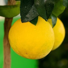 PIANTA DI POMPELMO BIANCO /