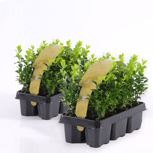Bosso buxus microphylla - bosso, "buxus