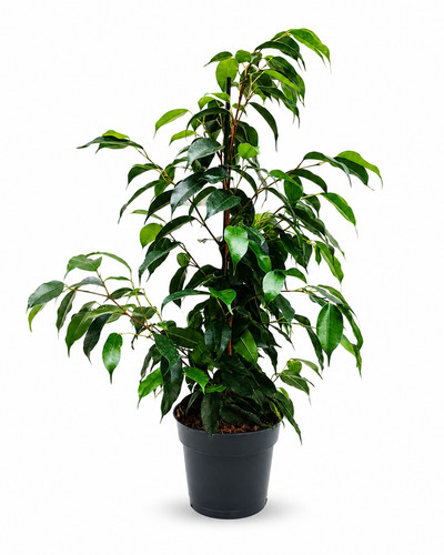Ficus benjamina mixed h60 - benjamina, cm
