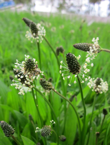 Ribwort plantain plantago 1000 - ribwort,