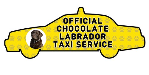 Funny chocolate labrador taxi - chocolate,