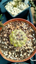 Copiapoa cinerea subs