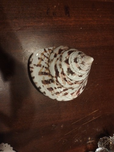 Conchiglie collezione - da,