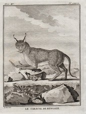 Karakal Caracal Animale Gatto