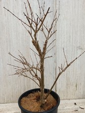 Bonsai prebonsai melograqno - bonsai,