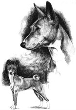 BASENJI * Stampa artistica A4