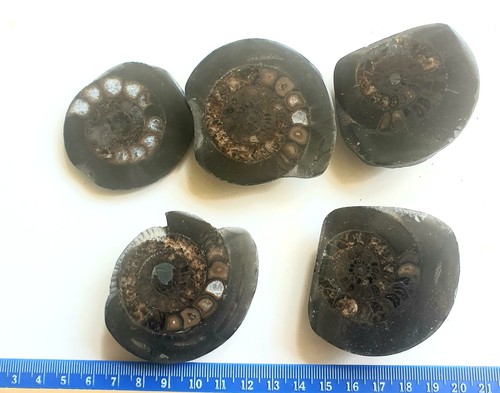 Fetta ammonite lucidata - 1,