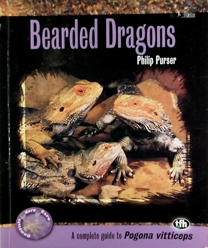 Bearded dragons pogona - dragons, (pogona