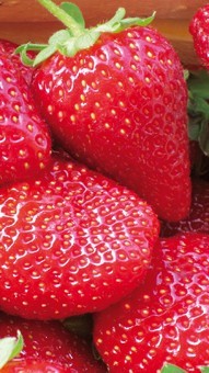 Pianta fragola rifiorente - pianta,