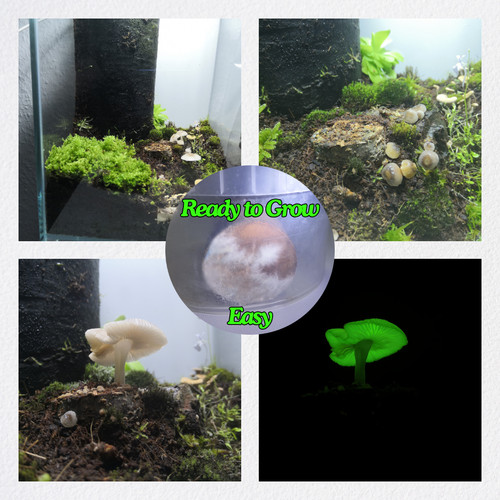 Funghi luminosi - funghi,