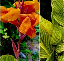 5 Bulbi di Rizoma Canna Lily
