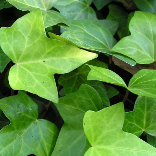 Pianta hedera verde - di,