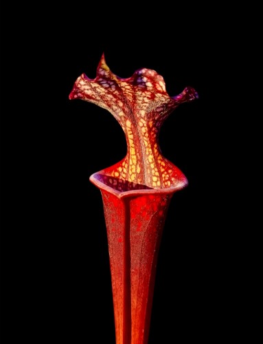 Sarracenia moorei red - moorei,
