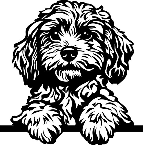 Adesivi cavapoo auto - 2,