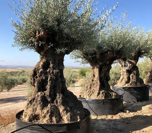 Ulivo olivo olea europea - ulivo, europea"