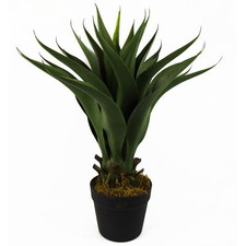 Pianta di yucca tropicale