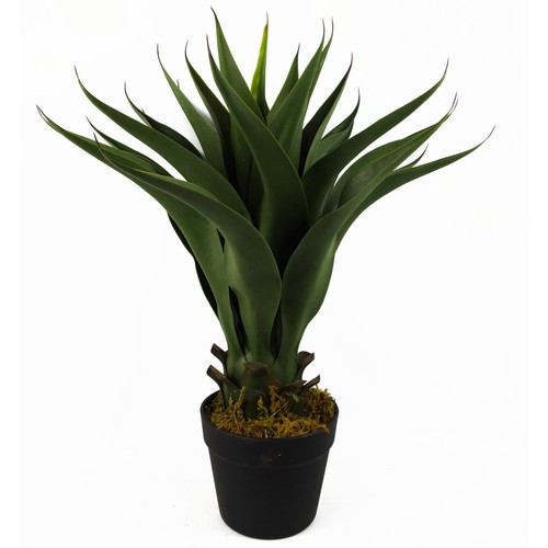 Pianta yucca tropicale - di,