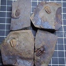 4 pezzi Trilobite ceco
