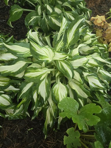 Hosta undulata mediovariegata - hosta,