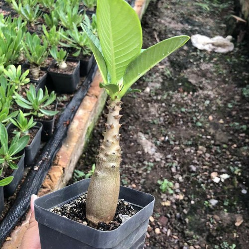 10pcs raro pachypodium - raro,