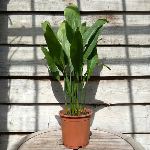 Aspidistra elatior totale - aspidistra,