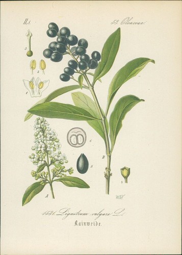 Chromolithographie - ,