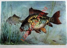 LEMMI Roberto - Carpa