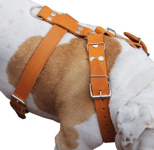 Imbracatura per cani - cani, 30"-35"