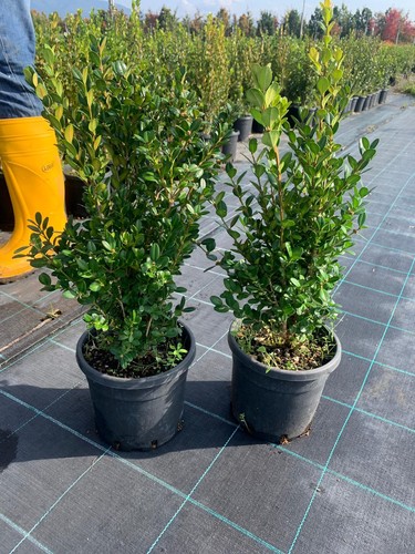 Bosso comune buxus - bosso,