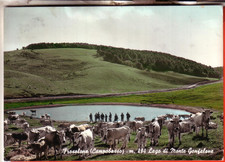 CARTOLINA  FROSOLONE  ACQU  VIAGGIATA  1966  LAGO  PASCOLO MUCCHE