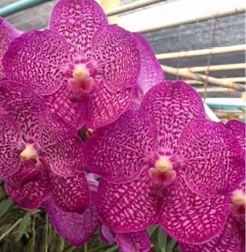 Vanda ibrido