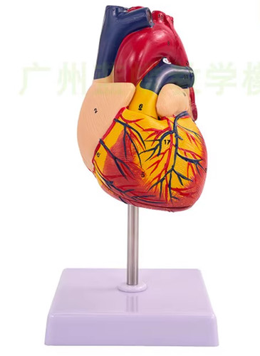 Modello cuore grande umano