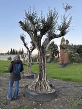 Pianta Olivo Leccino Età 90