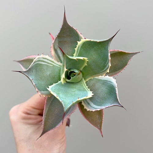 Pianta agave succulenta 6cm - pianta,