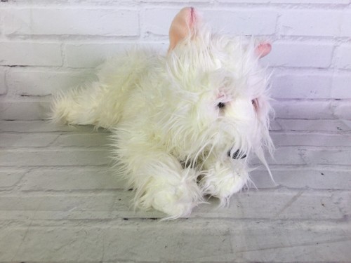 Ganz west highland terrier - highland,