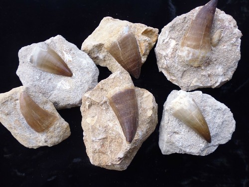 Mostro mosasaur matrix - mosasaur,