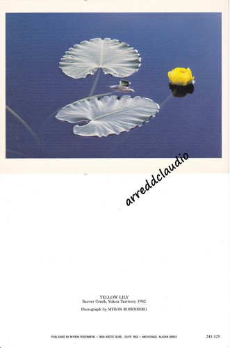Foto autore rosenberg yellow - foto, d'autore