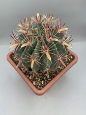 Ferocactus Latispinus Cactus Rosso  ( Mexico ) Spine Larghe 20 Cm Diametro