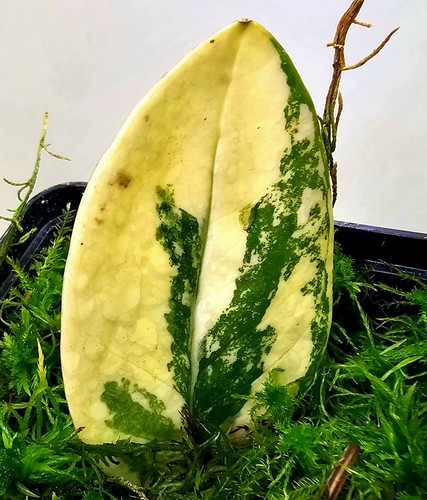 Zamioculcas zamiifolia - zamioculcas,