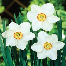 Narcisi bulbi di fiori cipolle fiori Narciso a grande corona Tommy's White 