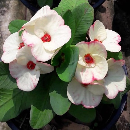 Euphorbia milii pianta - euphorbia,