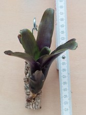 Neoregelia Casiopea, rilegato