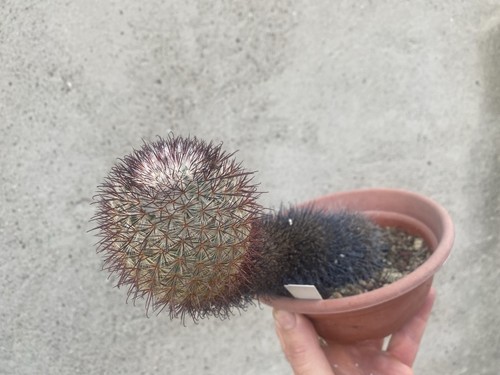 Mammillaria moelleriana 498 - moelleriana,