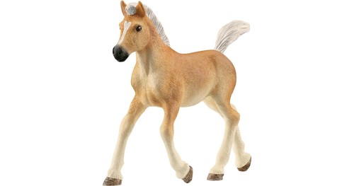 Puledro aveligneso horse - puledro,