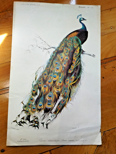 Stampa antica colorata con