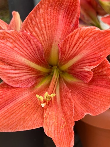 Bulbo hippeastrum - bulbo,
