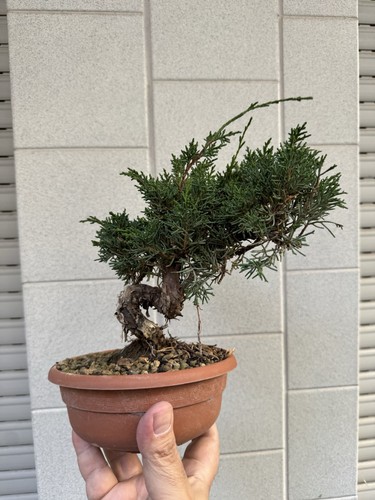 Kishu ginepro bonsai - bonsai, di